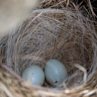 Science Observation: Bird's Nest