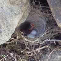 Science Observation: Bird's Nest Day 19