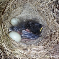 Science Observation: Bird's Nest Day 24