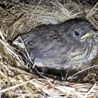 Science Observation: Bird's Nest Day 27