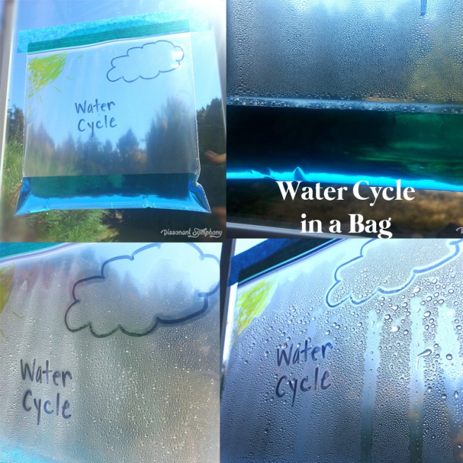 Water Cycle in a Bag -- Dissonant Symphony